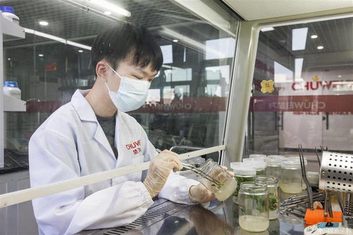 種芯引領，農業科技助推產業提檔升級